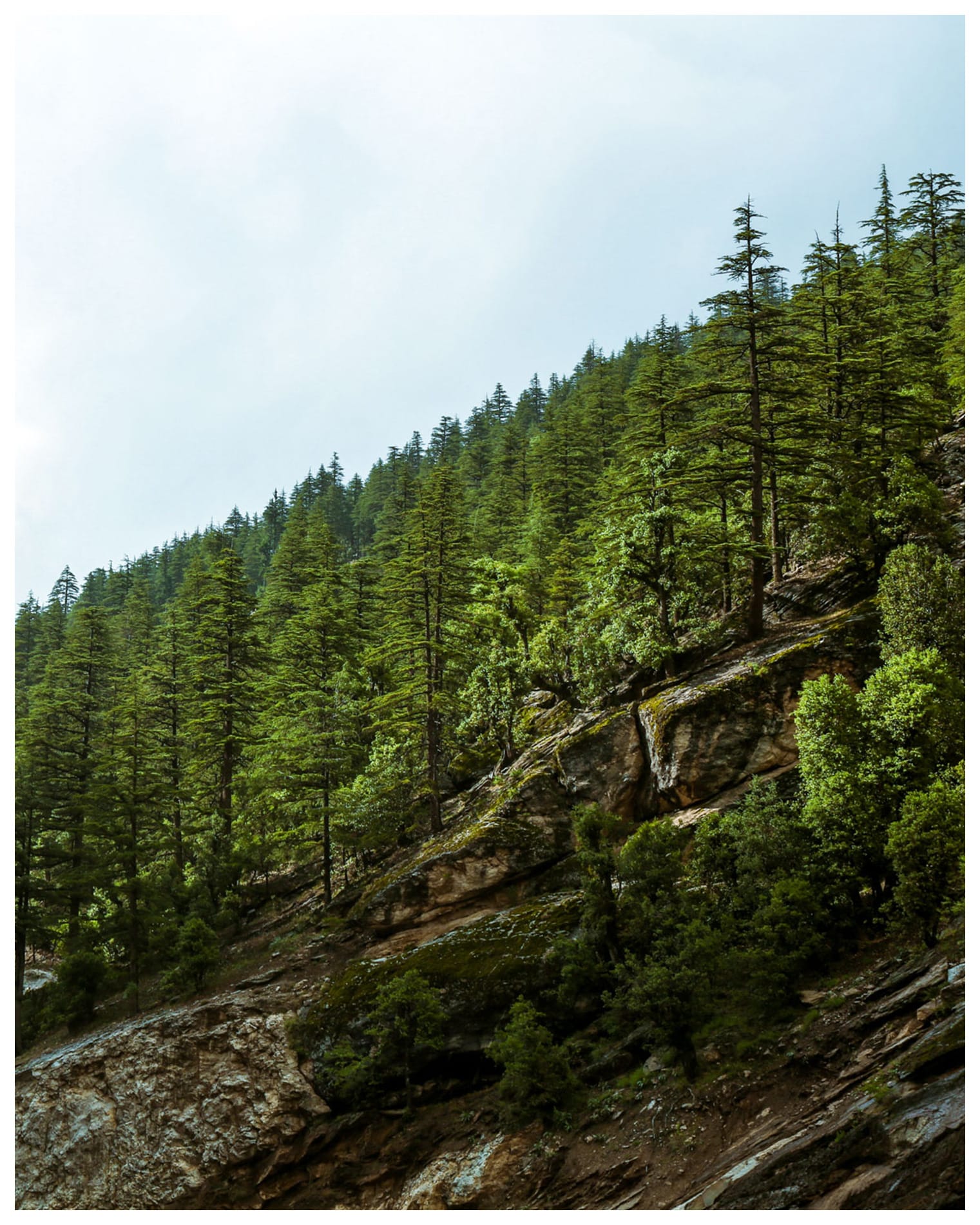 Nuristan Forest Hillside | Photo Print by Zabih Habibi